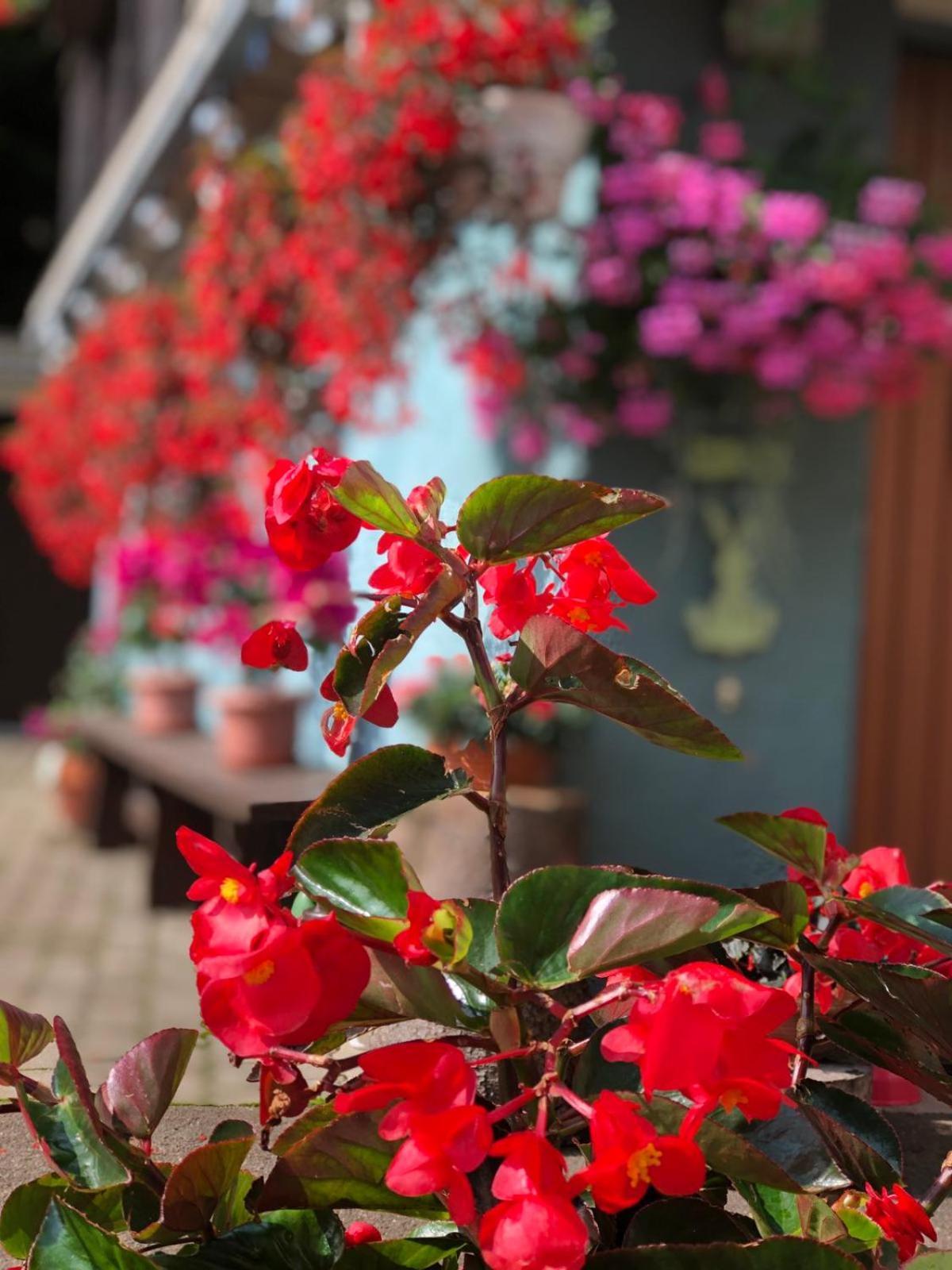 Haus-Erzberg Bed and Breakfast Vordernberg Exteriör bild